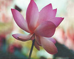 Image of lotus blossom, a sacred flower for Hindus and Buddhists
