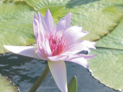 Image of The lotus blossom is a symbol of survival and new life