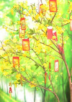 Image of a Kumquat tree. In Vietnam, Kumquat trees are prominently displayed during Tét. In Iowa, families have their pictures taken under and artificial apricot tree, whos sunny yellow blossoms shining like little suns or gold coins, represent wishes for prosperity.